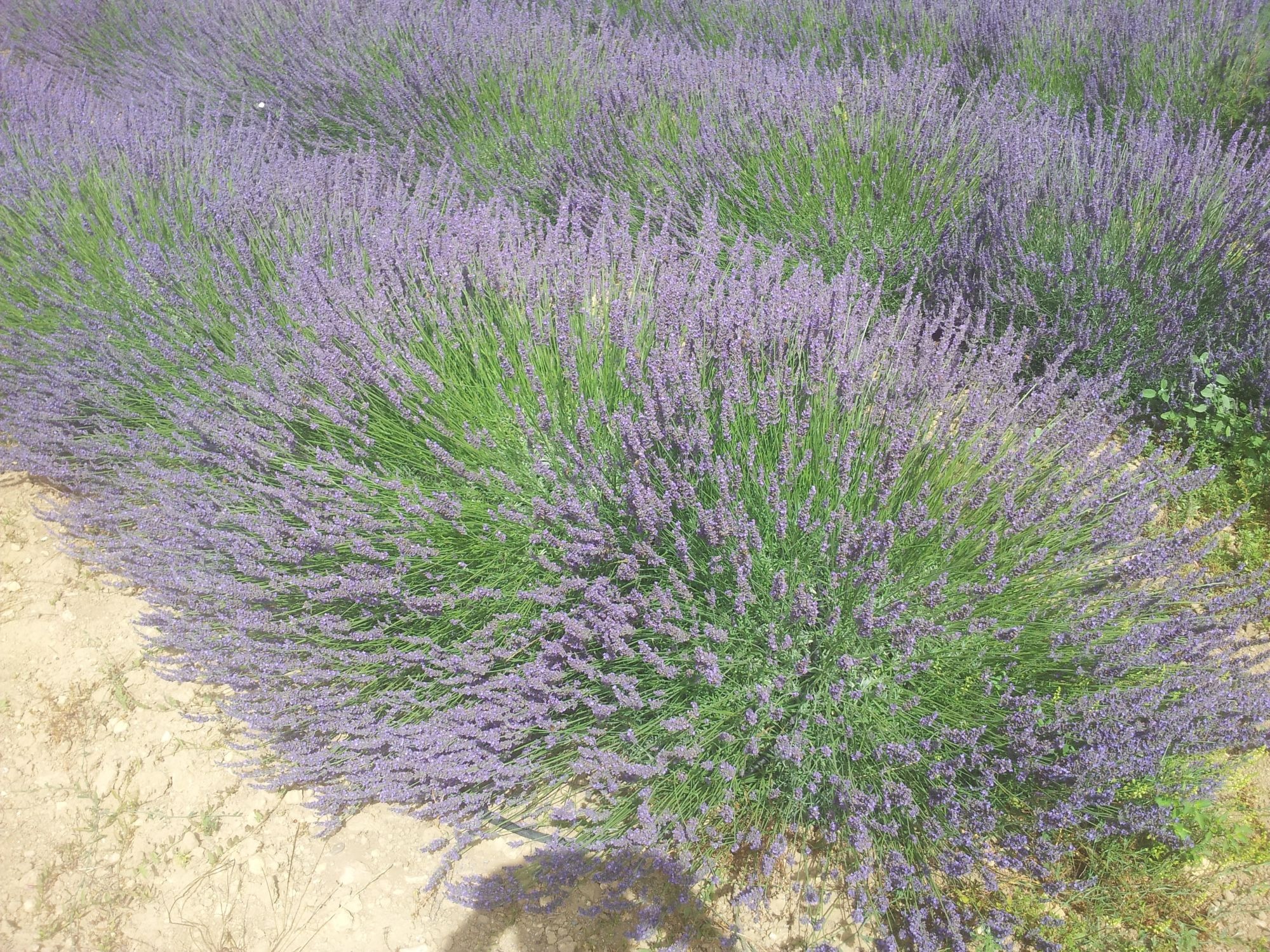 Seminario: Strategie di sviluppo del comparto officinale in Sicilia